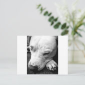 Harry Potter Narbe Hund weißer Pit Bull Postkarte (Stehend Vorderseite)