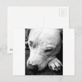Harry Potter Narbe Hund weißer Pit Bull Postkarte (Vorne/Hinten)