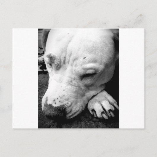 Harry Potter Narbe Hund weißer Pit Bull Postkarte (Vorderseite)