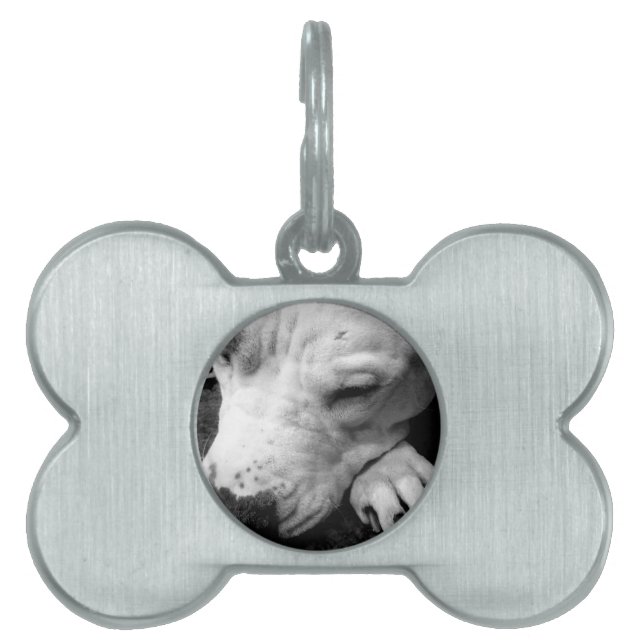 Harry Potter Narbe Hund weißer Pit Bull Tiermarke (Vorderseite)
