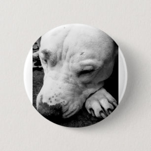 harry potter scar dog white pit bull button