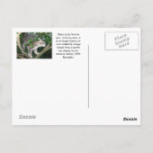 Harry the Cat Climbing A Tree Postkarte (Rückseite)