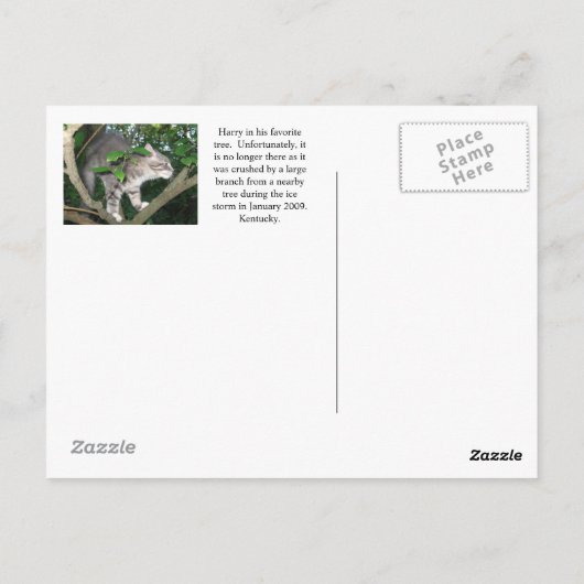 Harry the Cat Climbing A Tree Postkarte (Rückseite)