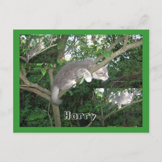 Harry the Cat Climbing A Tree Postkarte (Vorderseite)