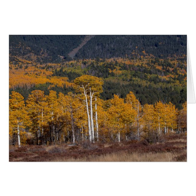 Hart Prairie Flagstaff, Arizona (Vorderseite (Horizontal))