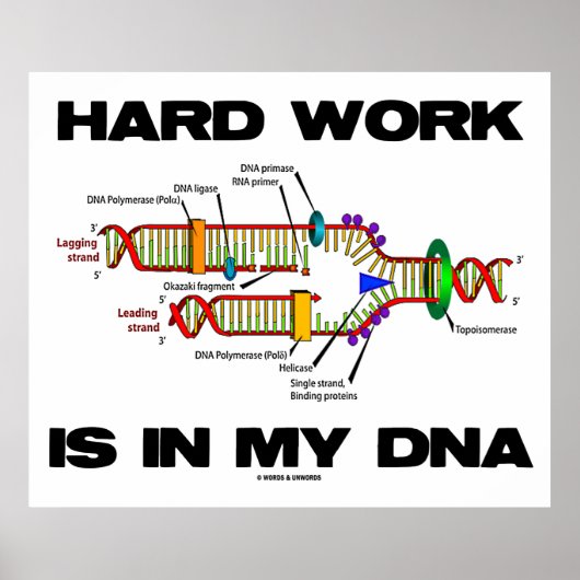 Harte Arbeit steckt in meiner DNA (DNA-Replikation Poster (Vorne)