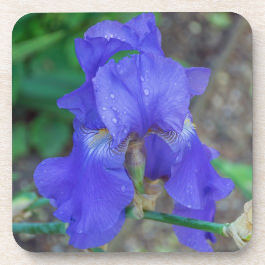 Harte PlastikUntersetzer der blauen Iris Untersetzer (Vorderseite)