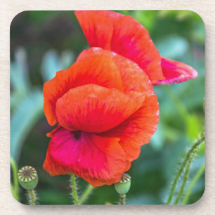 Harte PlastikUntersetzer der roten Mohnblumen Untersetzer
