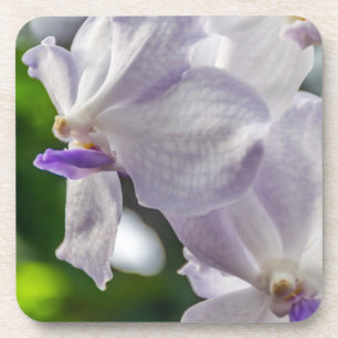 Harte PlastikUntersetzer der weißen Orchideen Getränkeuntersetzer