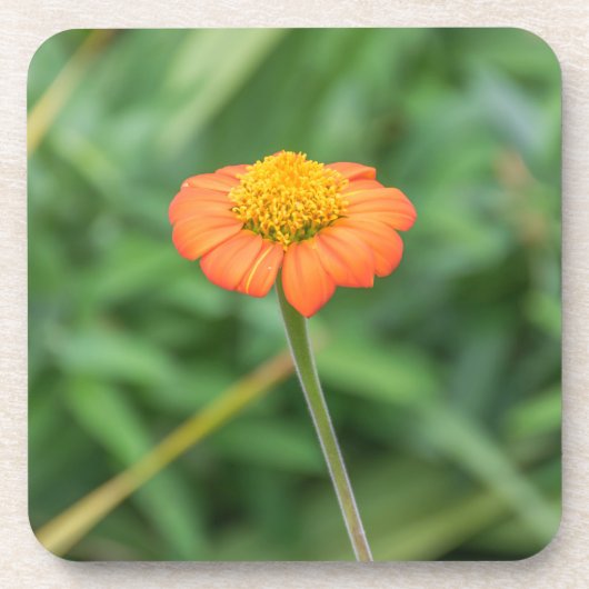 Harte PlastikUntersetzer des orange Gänseblümchens Untersetzer (Vorderseite)