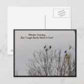 Harte Vögel halten es draußen auf Postkarte (Vorne/Hinten)