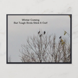Harte Vögel halten es draußen auf Postkarte