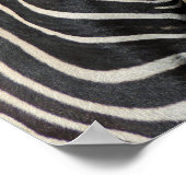 Hartmanns Bergzebraprofil bei Fossil Rim Poster (Ecke)