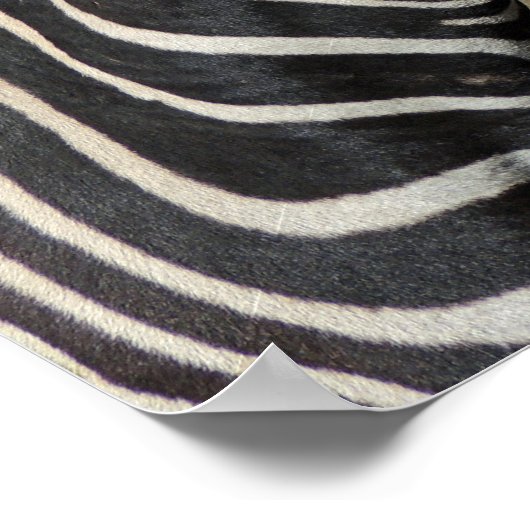 Hartmanns Bergzebraprofil bei Fossil Rim Poster (Ecke)