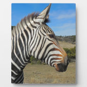 Hartmanns Zebra-Profil bei Fossil Rim Fotoplatte (Vorderseite)