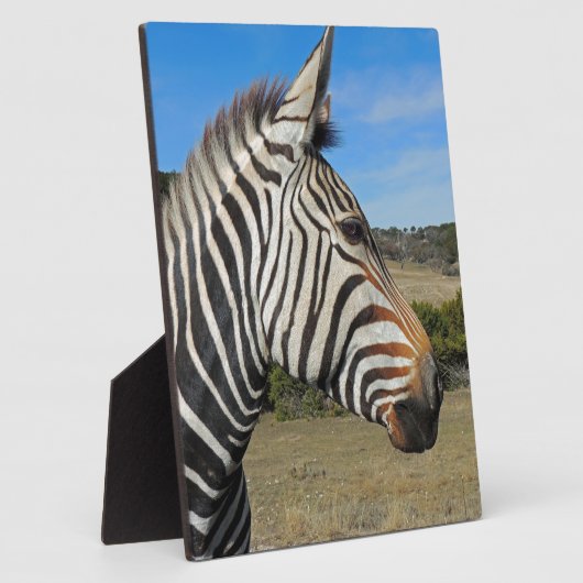 Hartmanns Zebra-Profil bei Fossil Rim Fotoplatte (Seite)