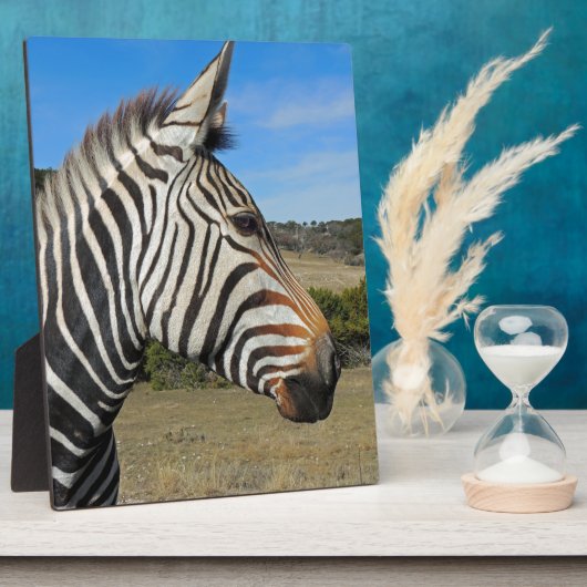 Hartmanns Zebra-Profil bei Fossil Rim Fotoplatte (Seite)