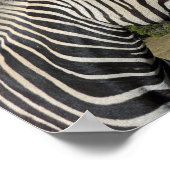 Hartmanns Zebra-Profil bei Fossil Rim Poster (Ecke)