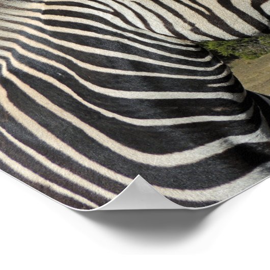 Hartmanns Zebra-Profil bei Fossil Rim Poster (Ecke)