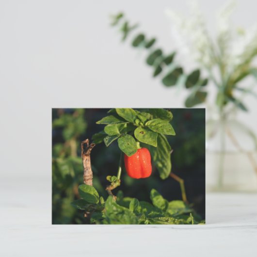 Hartno-Pfeffer gegen Blätter Postkarte (Stehend Vorderseite)