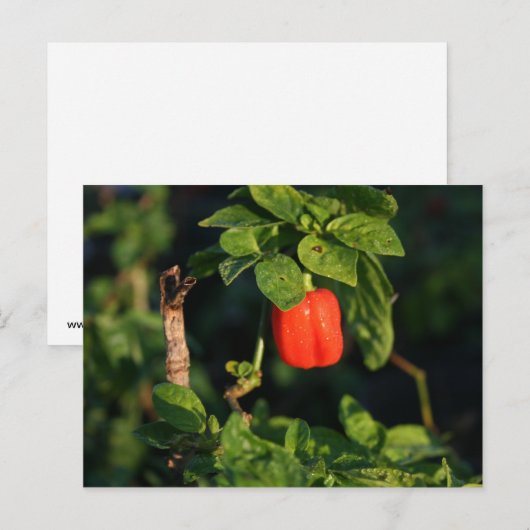 Hartno-Pfeffer gegen Blätter Postkarte (Vorne/Hinten)