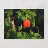 Hartno-Pfeffer gegen Blätter Postkarte (Vorderseite)