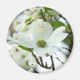 Hartriegel-Baum-Blumen-Magnet Magnet