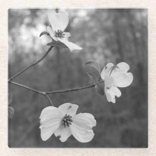 "Hartriegel blüht" ursprüngliche Kunst durch KAS Glasuntersetzer (Vorderseite)