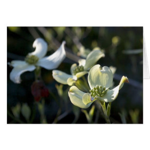 Hartriegel-Blumen