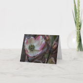 Hartriegel-Blüte Notecard Karte (Vorderseite)