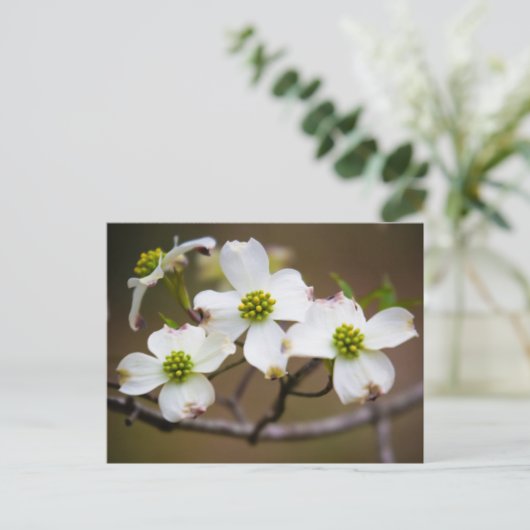 Hartriegel in der Blüte Postkarte (Stehend Vorderseite)