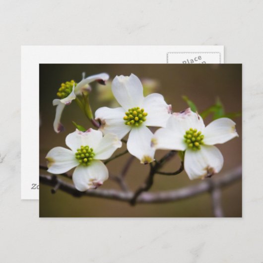 Hartriegel in der Blüte Postkarte (Vorne/Hinten)