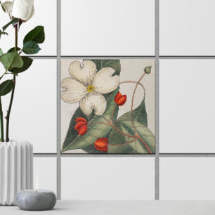 Hartriegelbaum-Blütenillustration 🌼 Vintage Fliese