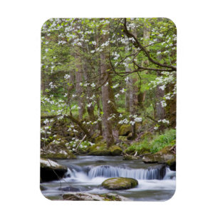 Hartriegelbäume Great Smoky Mountain, Tennessee Magnet