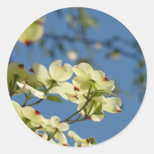 Hartriegelblüten Aufkleber Blauer Himmel Florale A