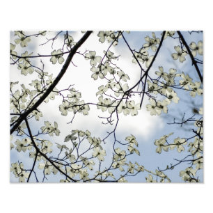 Hartriegelblüten und blauer Himmel Fotodruck