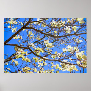 Hartriegelplakat Poster