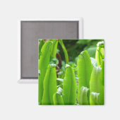 Hart's Zunge Fern Magnet (Vorderseite/Rückseite)