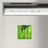 Hart's Zunge Fern Magnet (In Situ (Geschirrspüler))