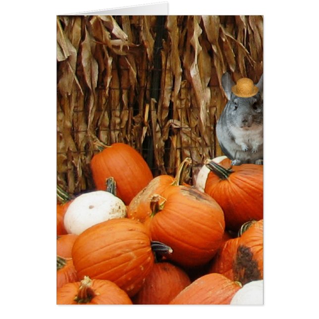 Harvest Chinchilla (Vorne)