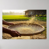 Harvest Grain, Rice Field Poster (Vorne)