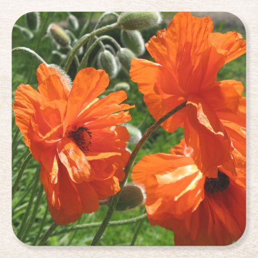 Harvest Moon Oriental Poppy Rechteckiger Pappuntersetzer (Vorderseite)