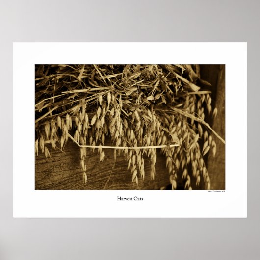 Harvest Oats Poster (Vorne)