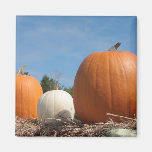 HARVEST ZEIT!!!! MAGNET (Vorne)