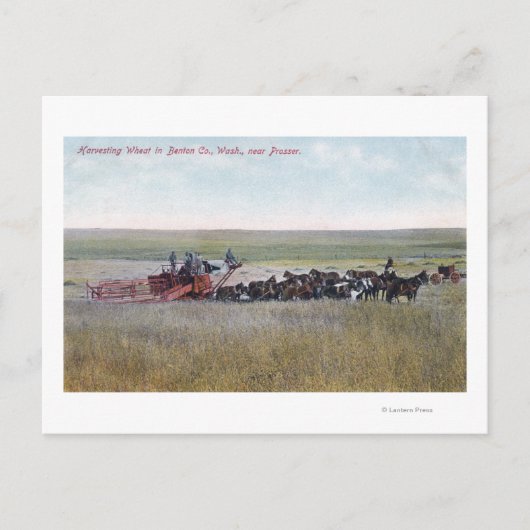 Harvesting Wheat Scene Postkarte (Vorderseite)