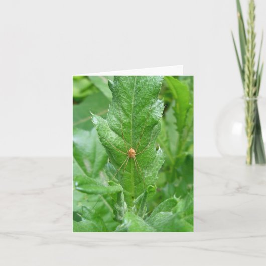 Harvestman Daddy Longlegs Note Card Karte (Vorderseite)