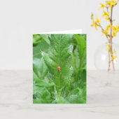 Harvestman Daddy Longlegs Note Card Karte (Gelbe Blume)