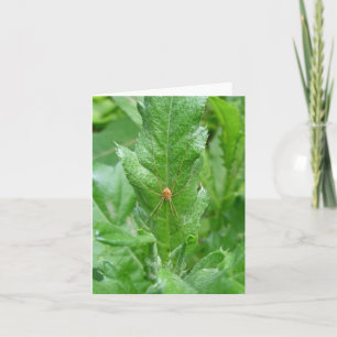 Harvestman Daddy Longlegs Note Card Karte