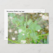 Harvestman Daddy Longlegs (Opiliones) Postkarte (Vorne/Hinten)