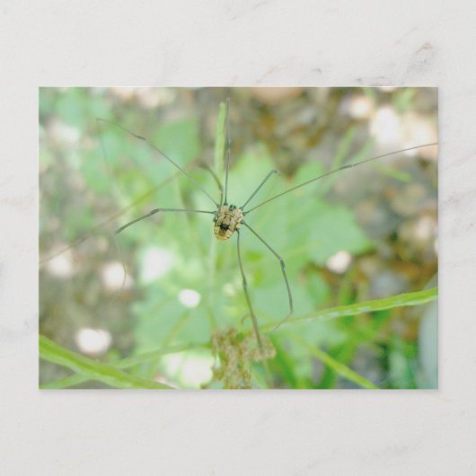 Harvestman Daddy Longlegs (Opiliones) Postkarte (Vorderseite)